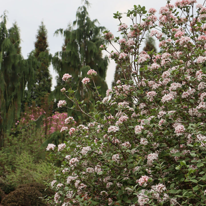 Spice Girl® Koreanspice Viburnum (carlesii)