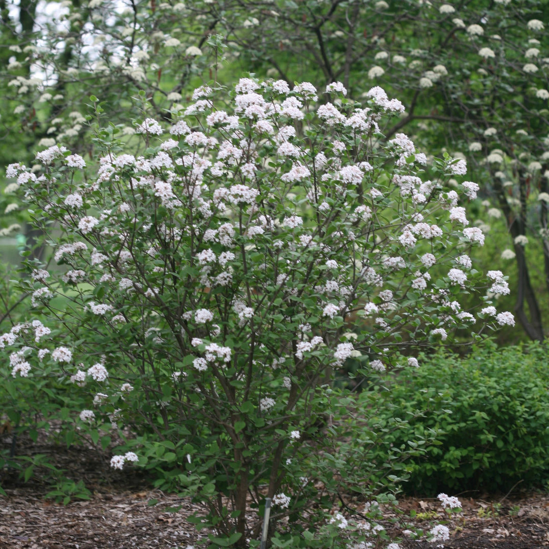Spice Girl® Koreanspice Viburnum (carlesii)
