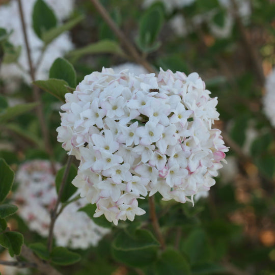Spice Baby™ Koreanspice Viburnum (carlesii)