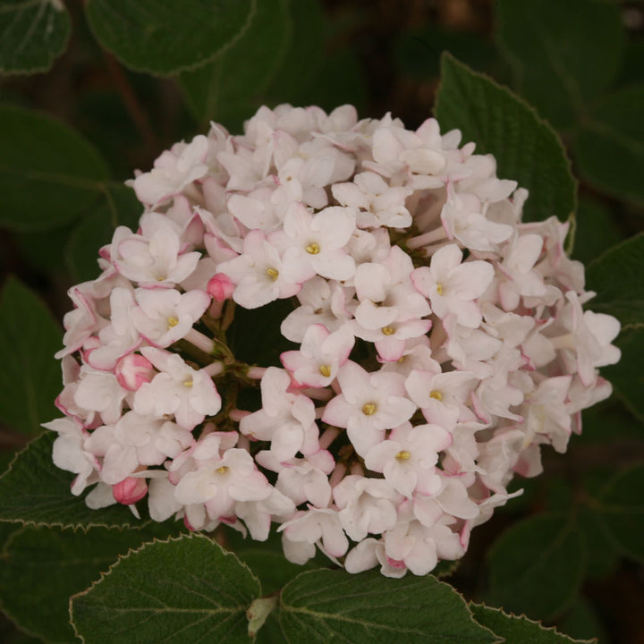 Spice Baby™ Koreanspice Viburnum (carlesii)