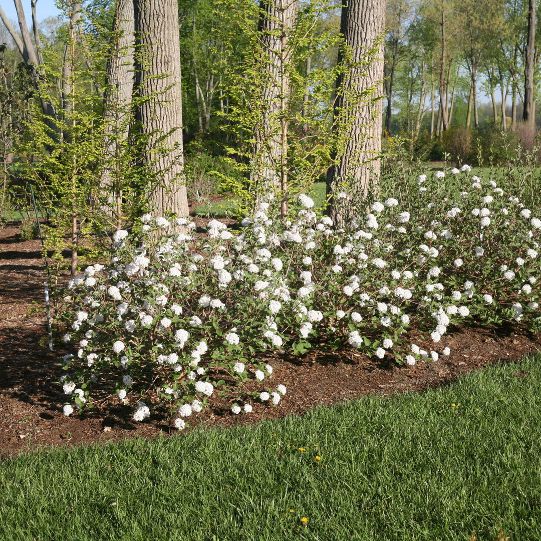 Spice Baby™ Koreanspice Viburnum (carlesii)
