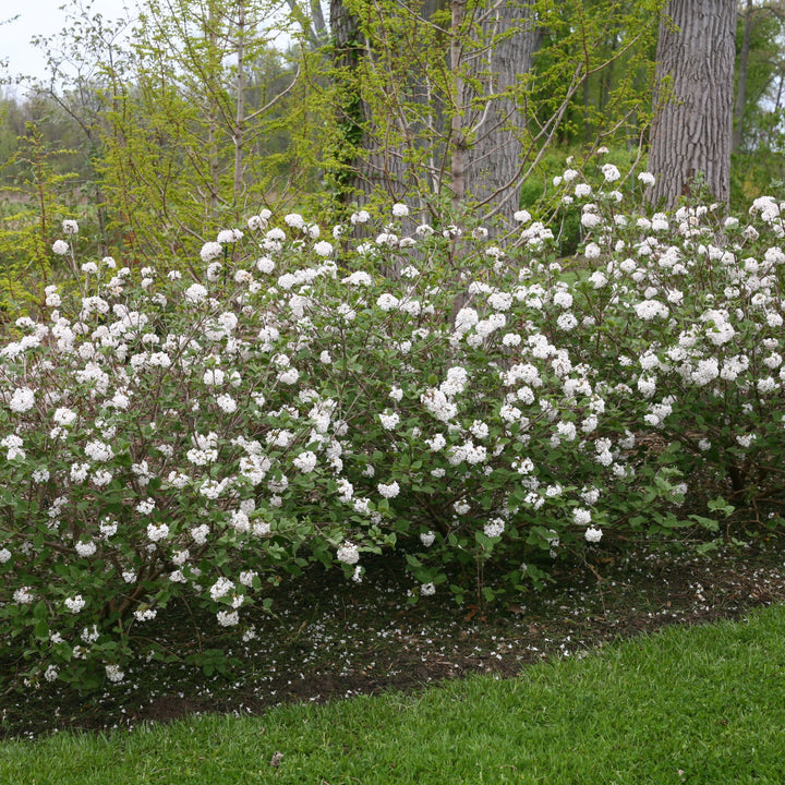 Spice Baby™ Koreanspice Viburnum (carlesii)