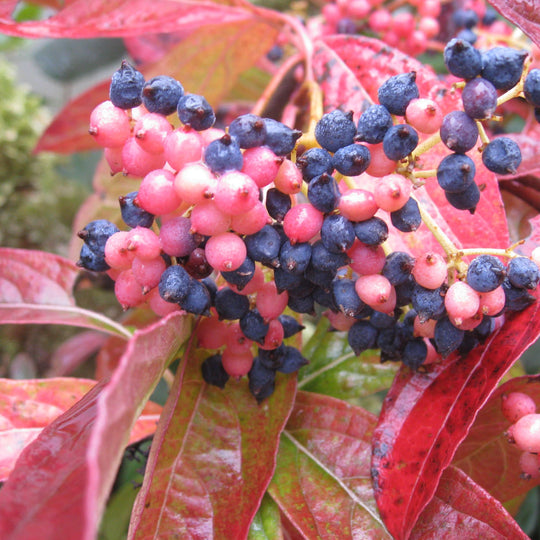 Brandywine™ (Viburnum nudum)