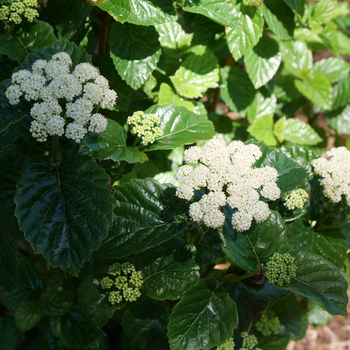 best fertilizer for viburnum plants Proven Winners VIBPRC1107800 Glitters & Glows Arrowwood Live Plant, 4.5 in. Quart, White Flowers