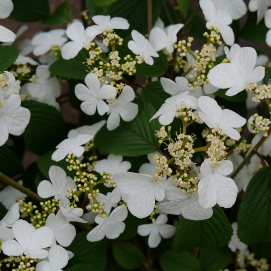Steady Eddy® Doublefile Viburnum (plicatum var. tomentosum)