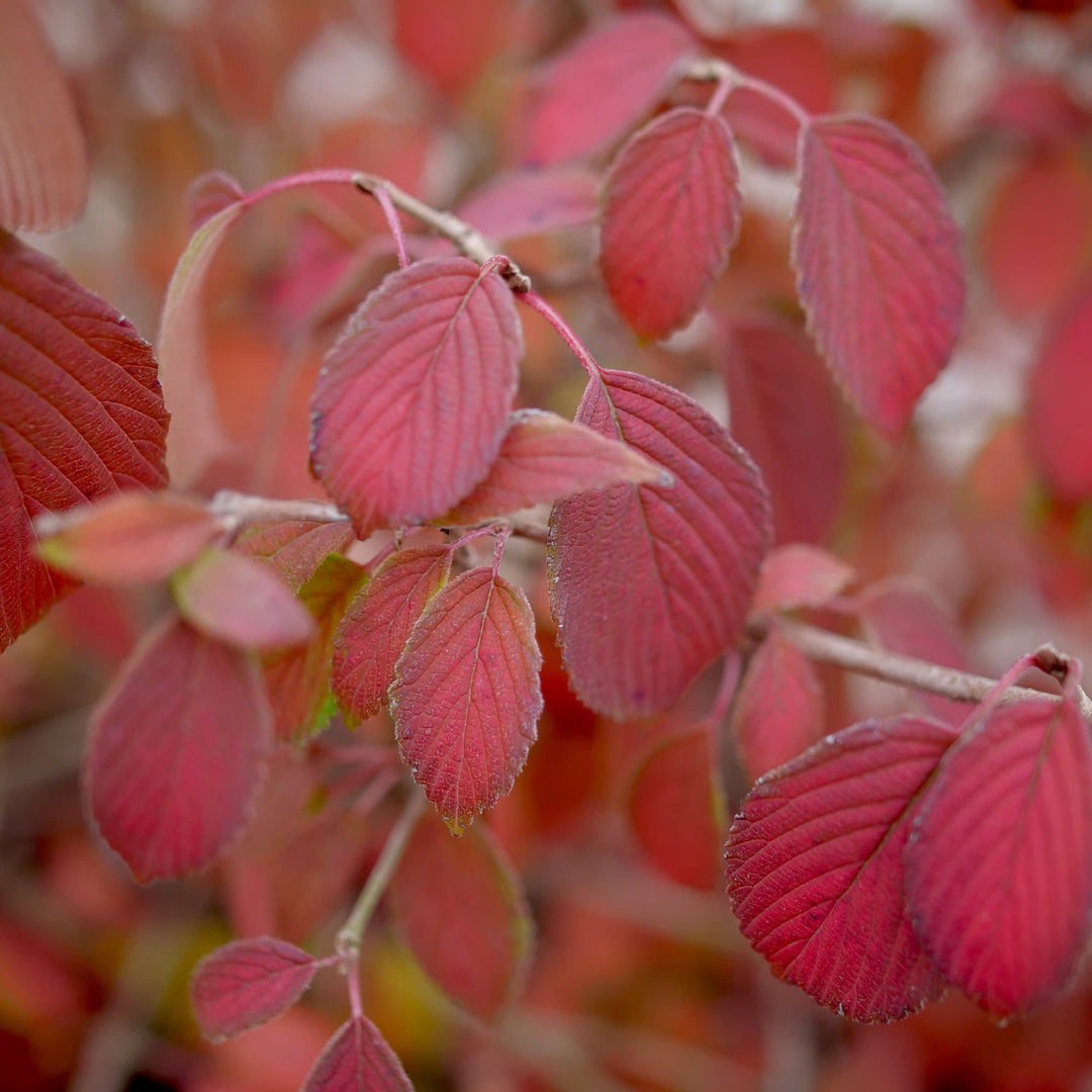 Steady Eddy® Doublefile Viburnum (plicatum var. tomentosum)
