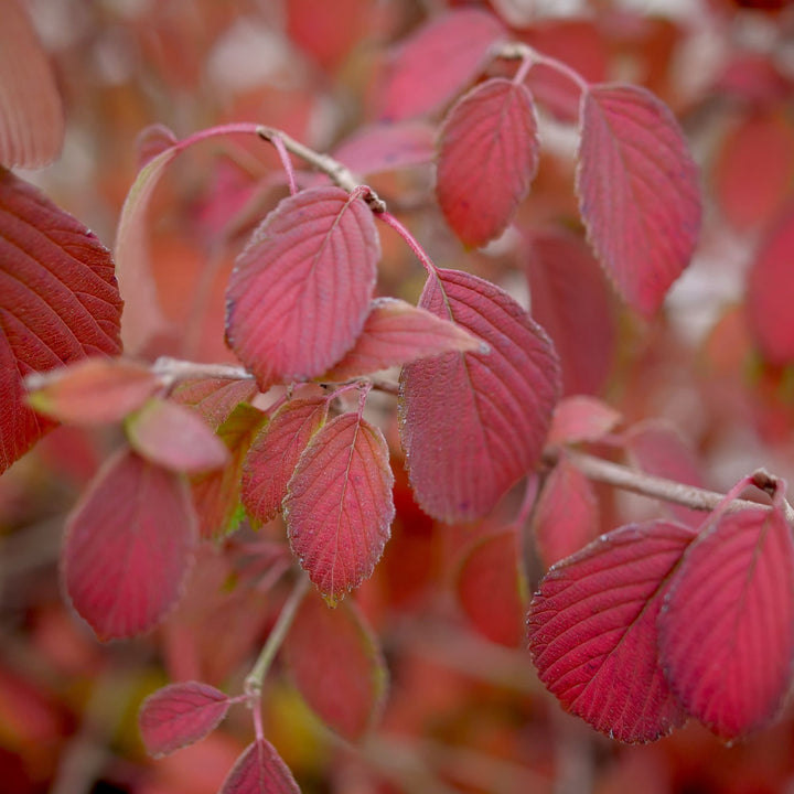 Steady Eddy® Doublefile Viburnum (plicatum var. tomentosum)