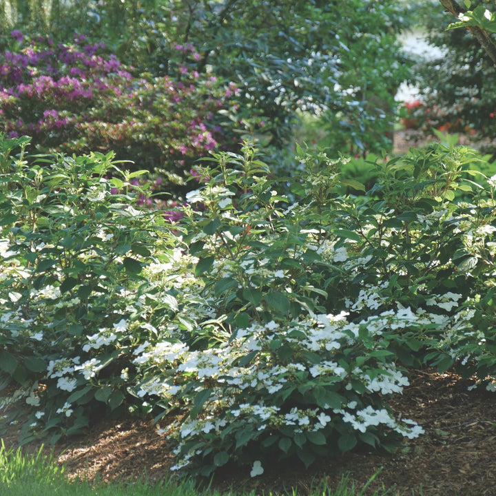 Steady Eddy® Doublefile Viburnum (plicatum var. tomentosum)