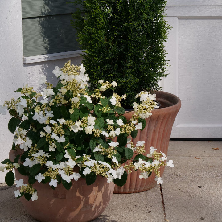 Steady Eddy® Doublefile Viburnum (plicatum var. tomentosum)