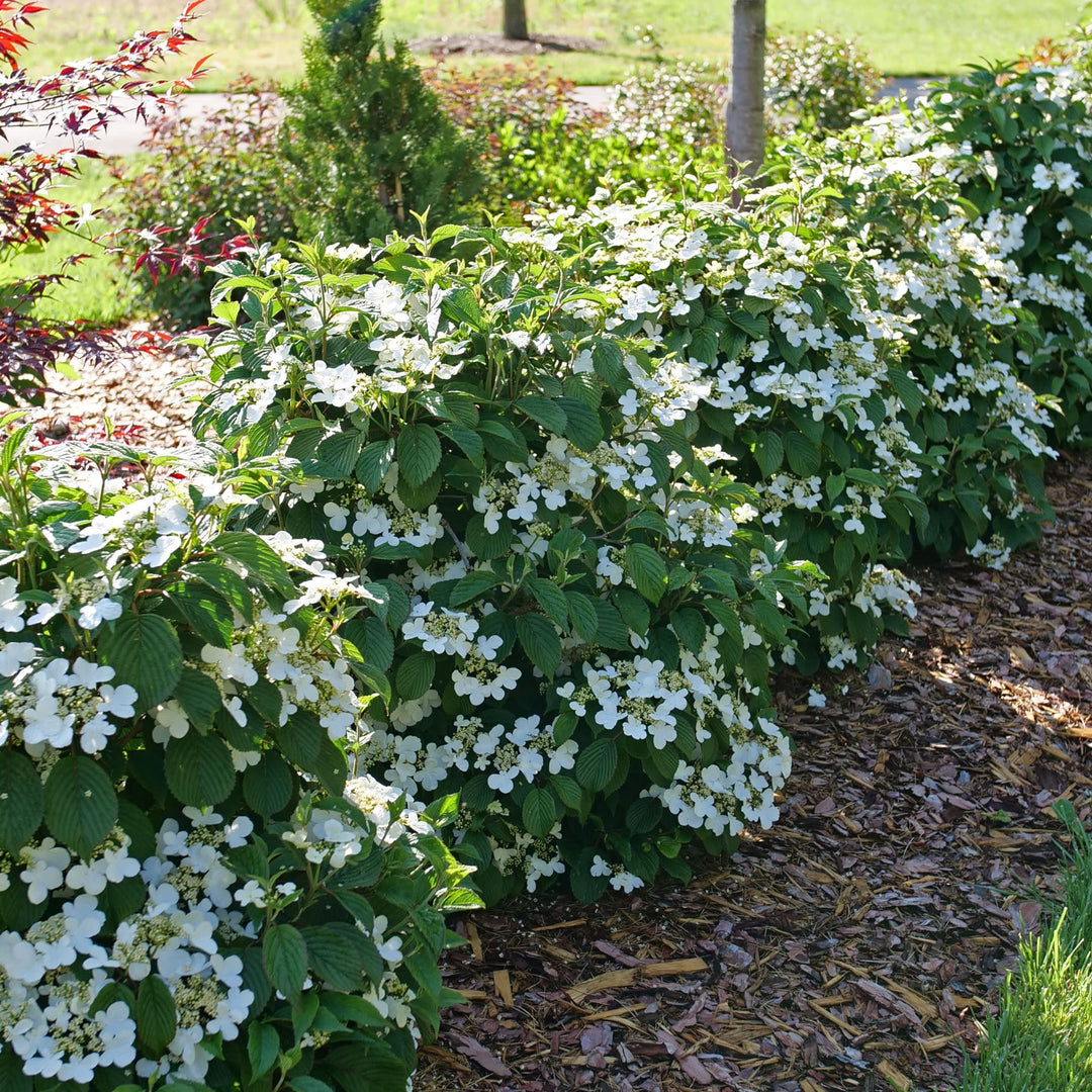 Steady Eddy® Doublefile Viburnum (plicatum var. tomentosum)