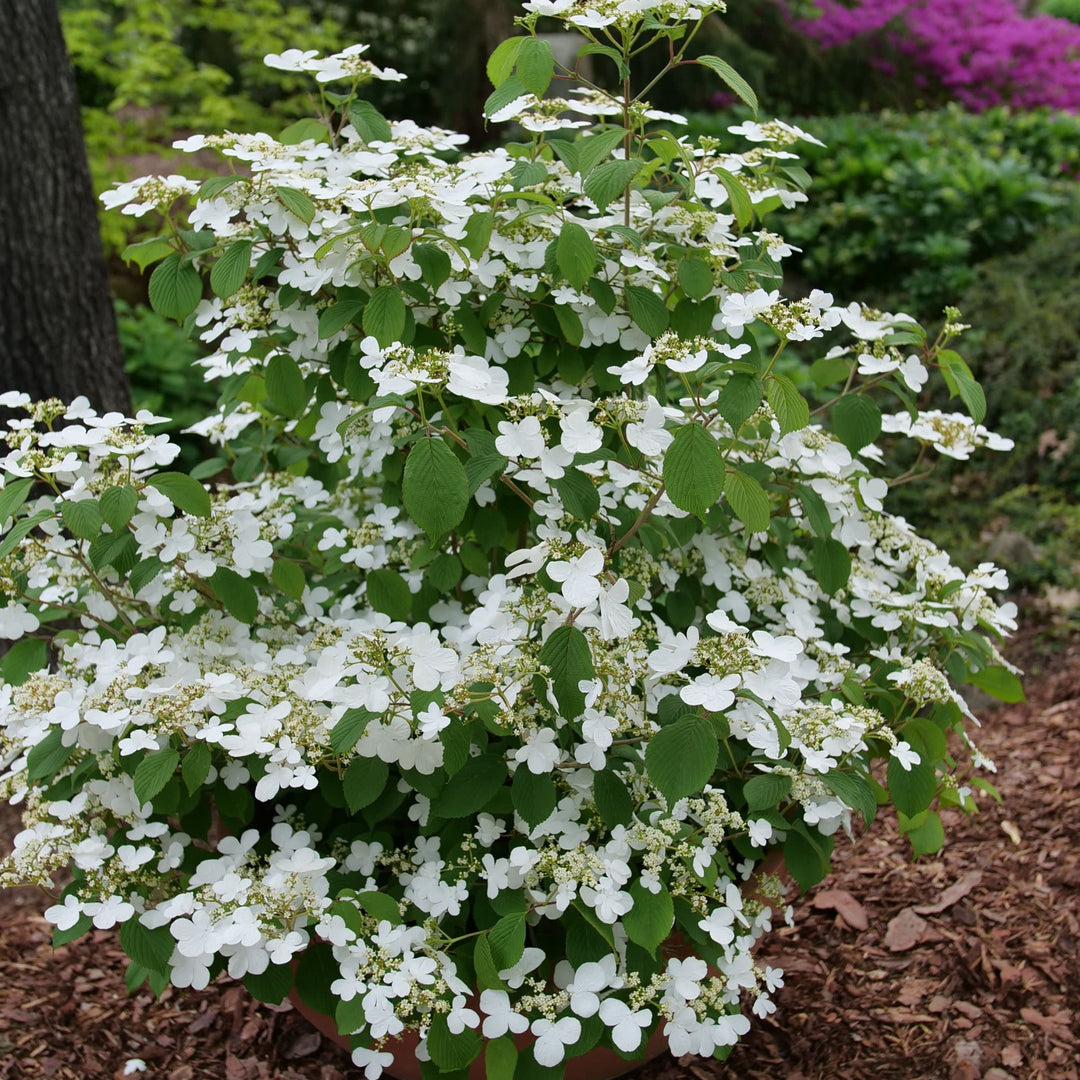 Steady Eddy® Doublefile Viburnum (plicatum var. tomentosum)