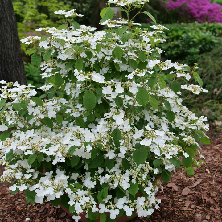 Steady Eddy® Doublefile Viburnum (plicatum var. tomentosum)