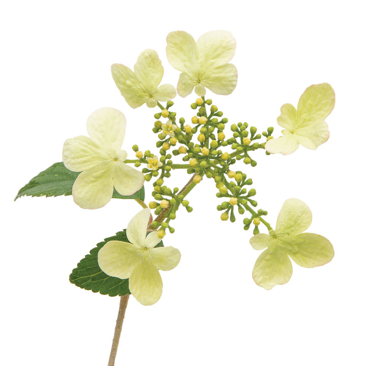 Steady Eddy® Doublefile Viburnum (plicatum var. tomentosum)