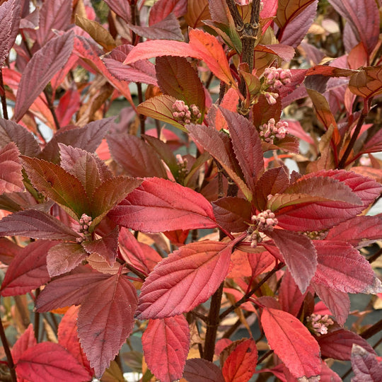 Sweet Talker® Fragrant Viburnum
