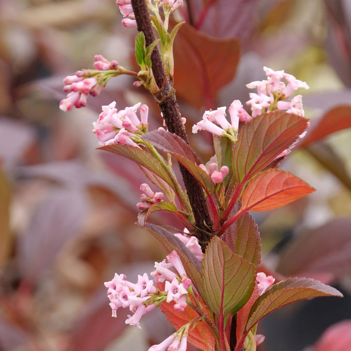 Sweet Talker® Fragrant Viburnum