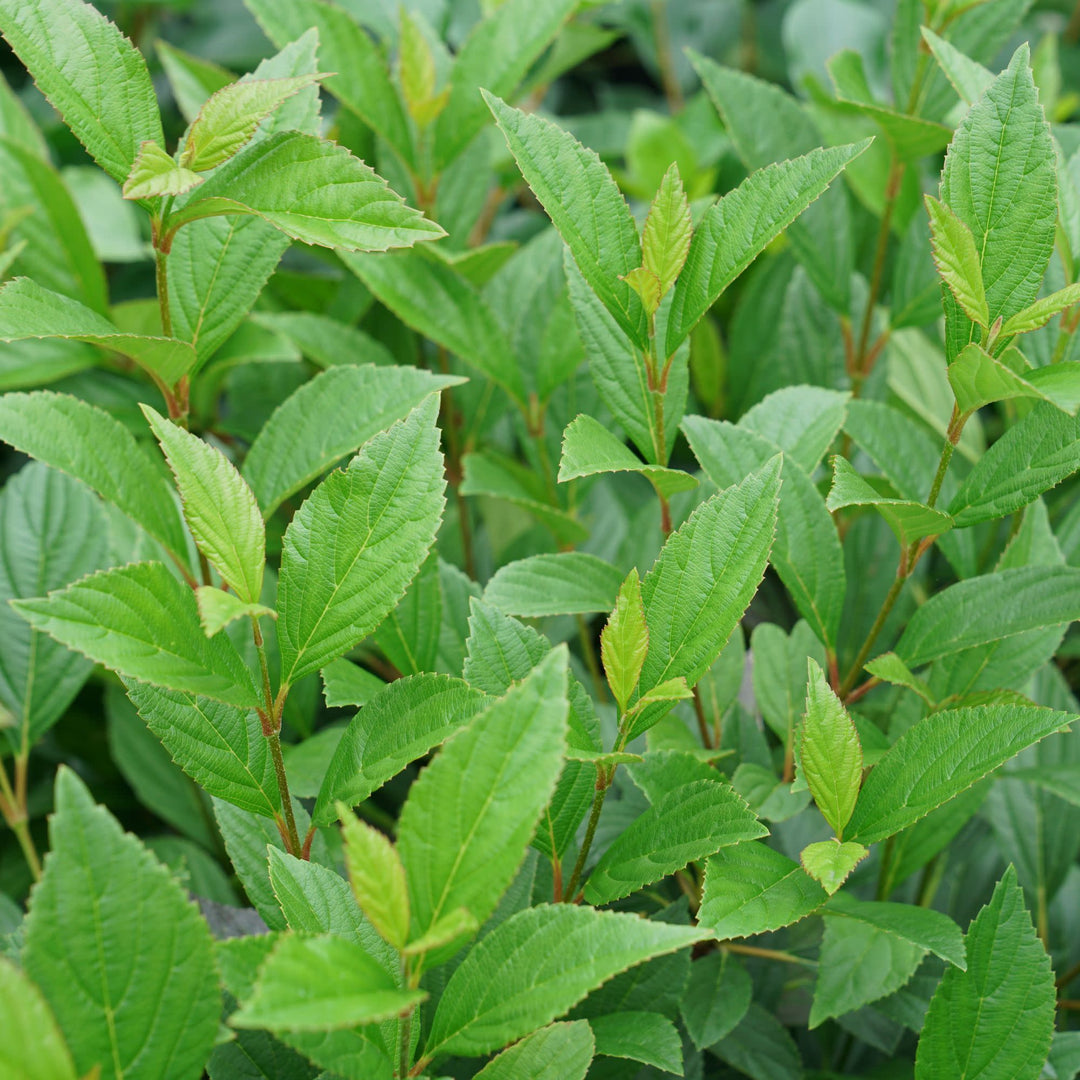Sweet Talker® Fragrant Viburnum