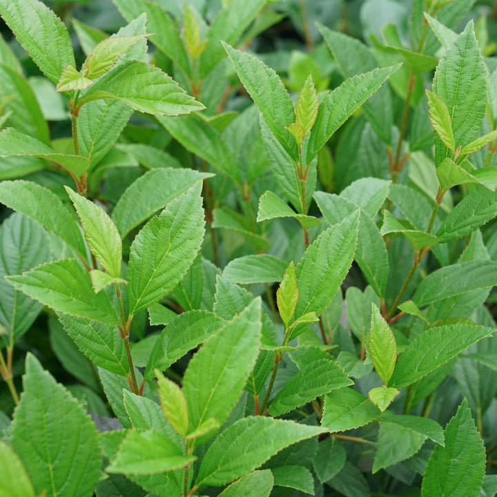 Sweet Talker® Fragrant Viburnum