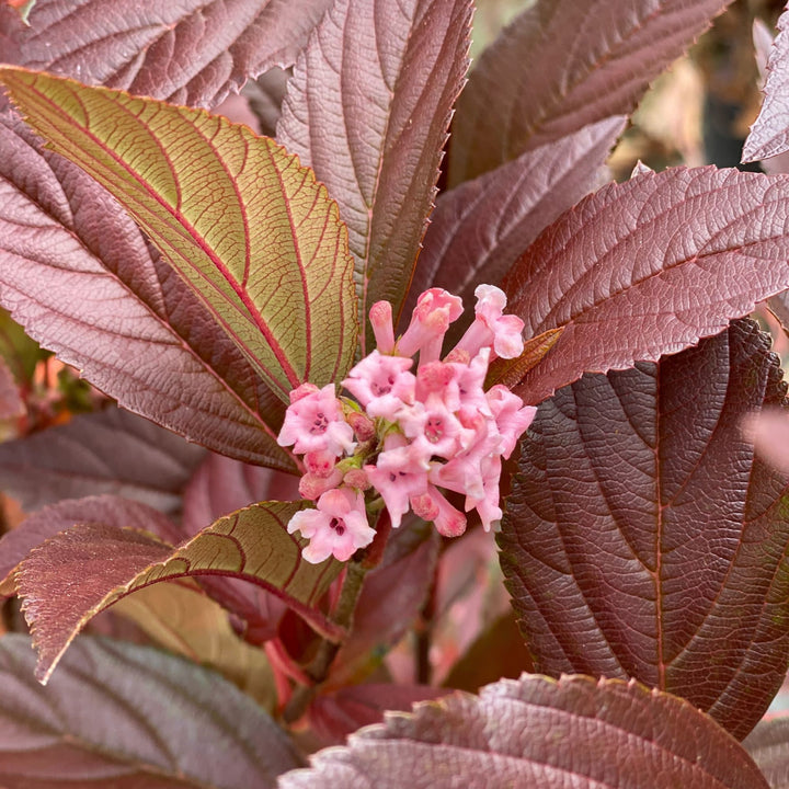 Sweet Talker® Fragrant Viburnum