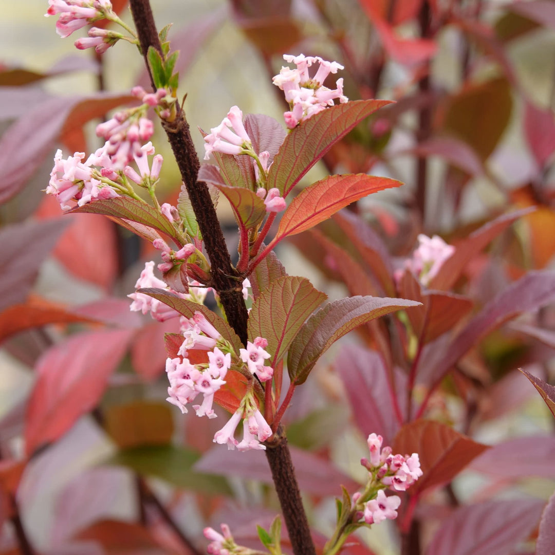 Sweet Talker® Fragrant Viburnum