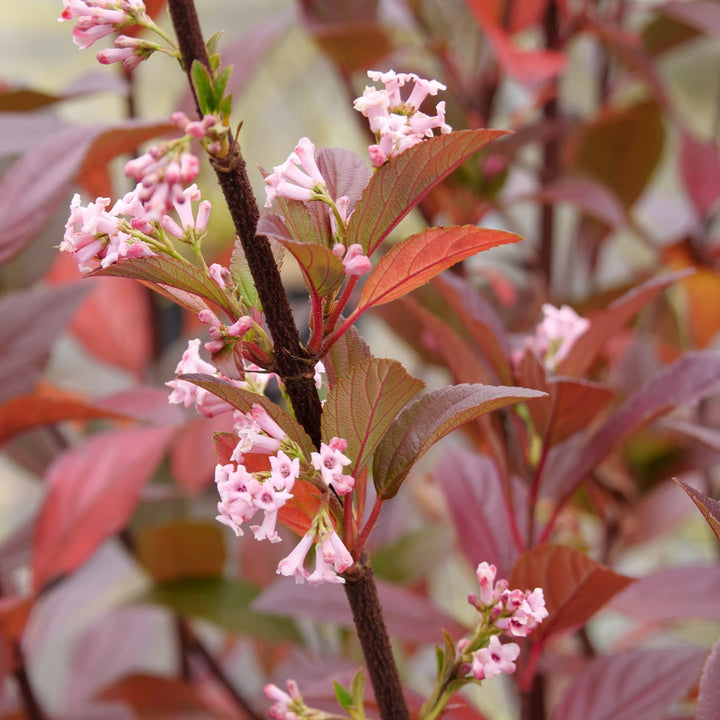 Sweet Talker® Fragrant Viburnum