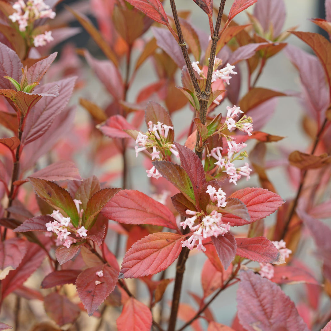 Sweet Talker® Fragrant Viburnum