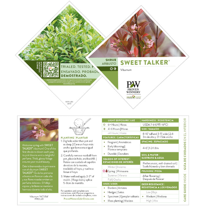 Sweet Talker® Fragrant Viburnum
