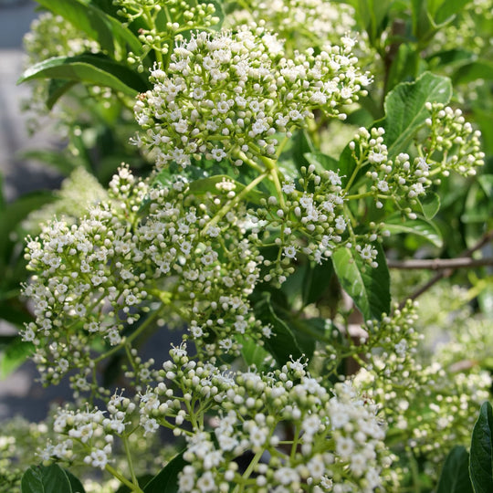 Yardline® (Viburnum x)
