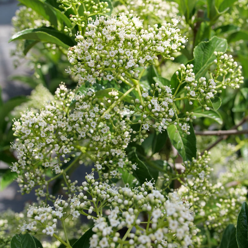 Yardline® (Viburnum x)