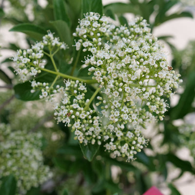 Yardline® (Viburnum x)