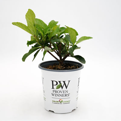 Yardline® (Viburnum x)