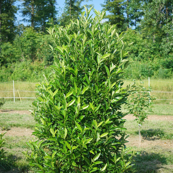 Yardline® (Viburnum x)