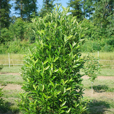 Yardline® (Viburnum x)