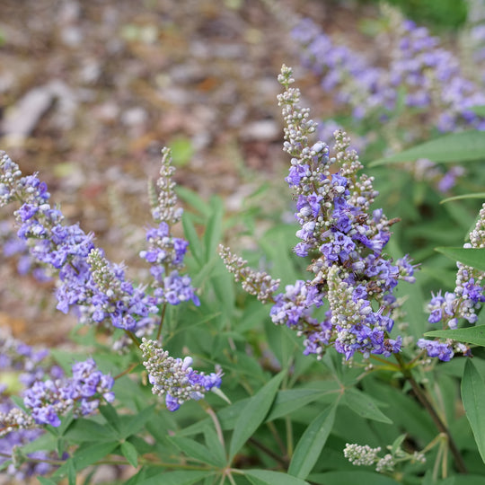 Rock Steady™ Chastetree (Vitex agnus-castus)
