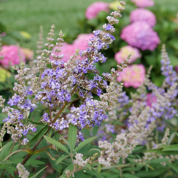 Proven Winners 4.5 in. qt. Rock Steady Chastetree (Vitex agnus-Castus) Live Flowering Shrub with Purple Flowers
