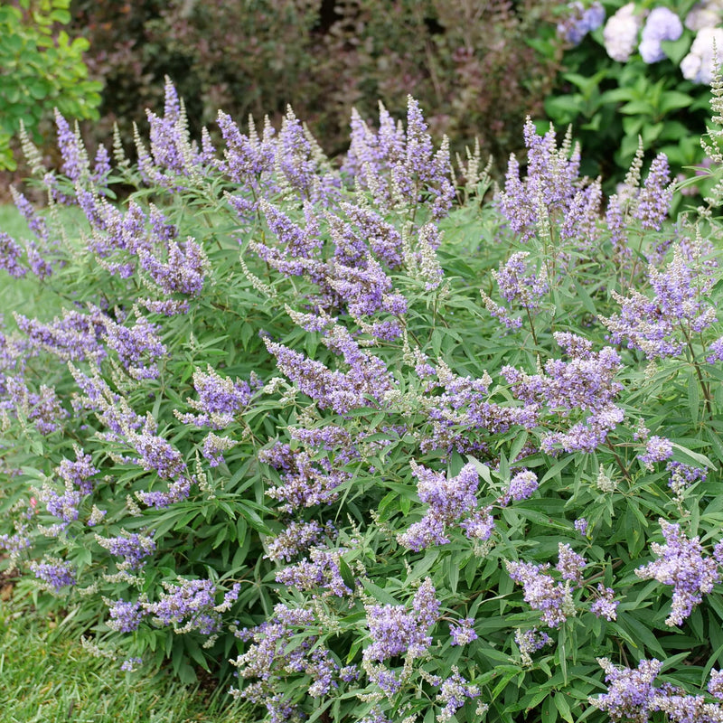Rock Steady™ Chastetree (Vitex agnus-castus)