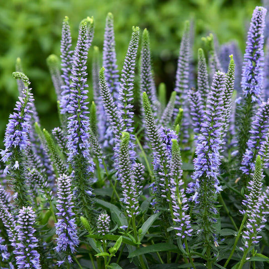 Magic Show® 'Ever After' Spike Speedwell (Veronica hybrid)