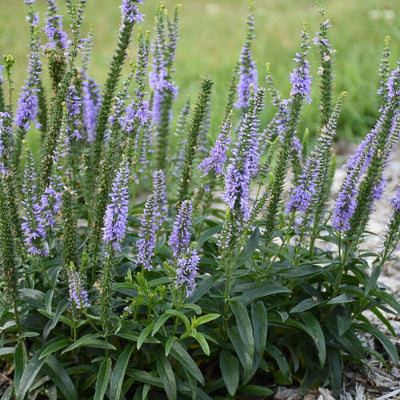 Magic Show 'Ever After' Spike Speedwell in focus.