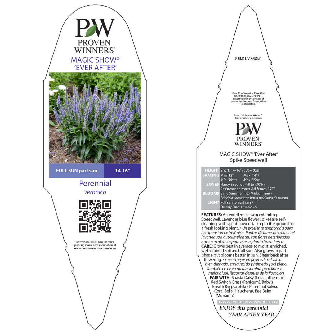 Spike Speedwell | Magic Show® 'Ever After' | Proven Winners
