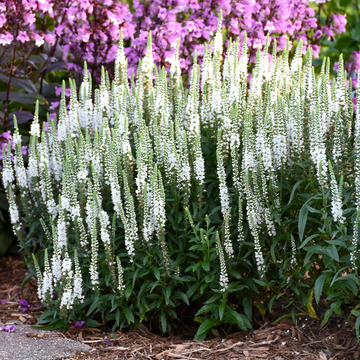 Spike Speedwell | Magic Show® 'White Wands' | Proven Winners ...