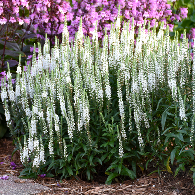 Magic Show 'White Wand' Spike Speedwell in use.