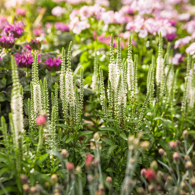 Magic Show 'White Wand' Spike Speedwell in use.