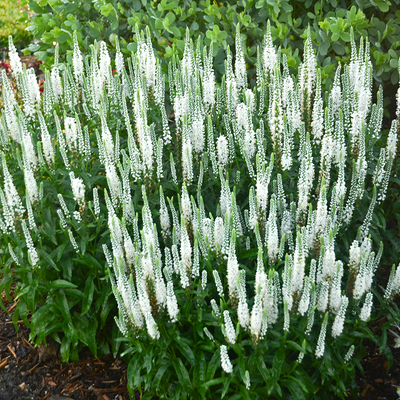 Magic Show 'White Wand' Spike Speedwell in use.