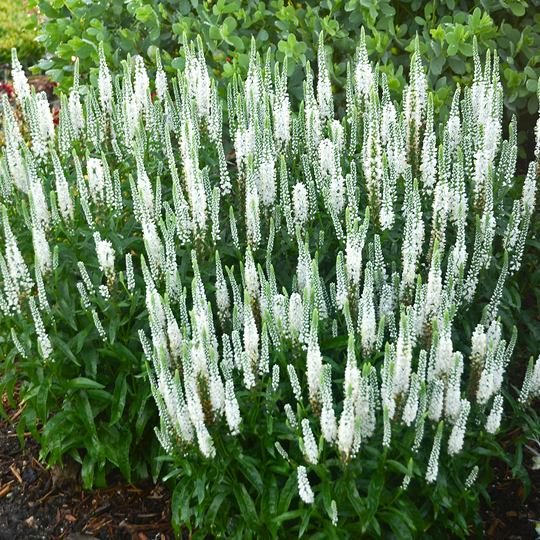 Magic Show® 'White Wand' Spike Speedwell (Veronica hybrid)