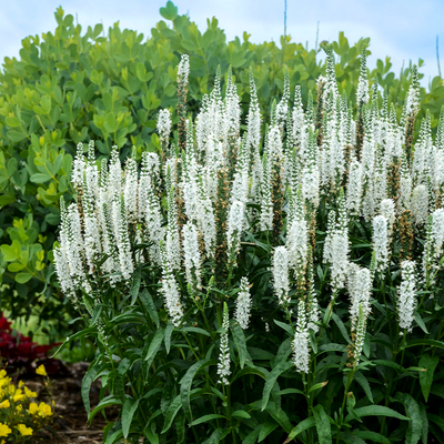 Magic Show 'White Wand' Spike Speedwell in use.