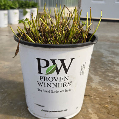 Magic Show® 'White Wands' Spike Speedwell (Veronica hybrid)