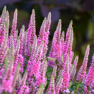 Magic Show 'Pink Potion' Spike Speedwell up close.