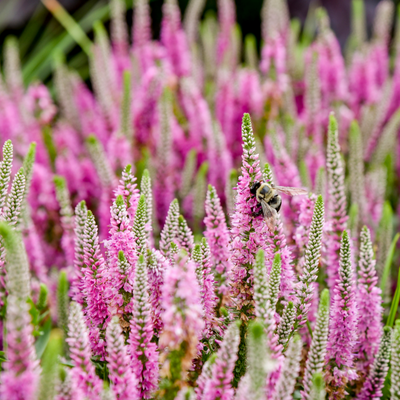 Magic Show 'Pink Potion' Spike Speedwell up close.