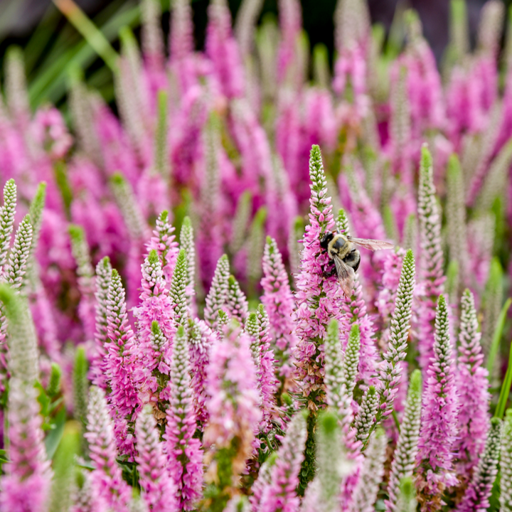 Spike Speedwell | Magic Show® 'Pink Potion' | Proven Winners
