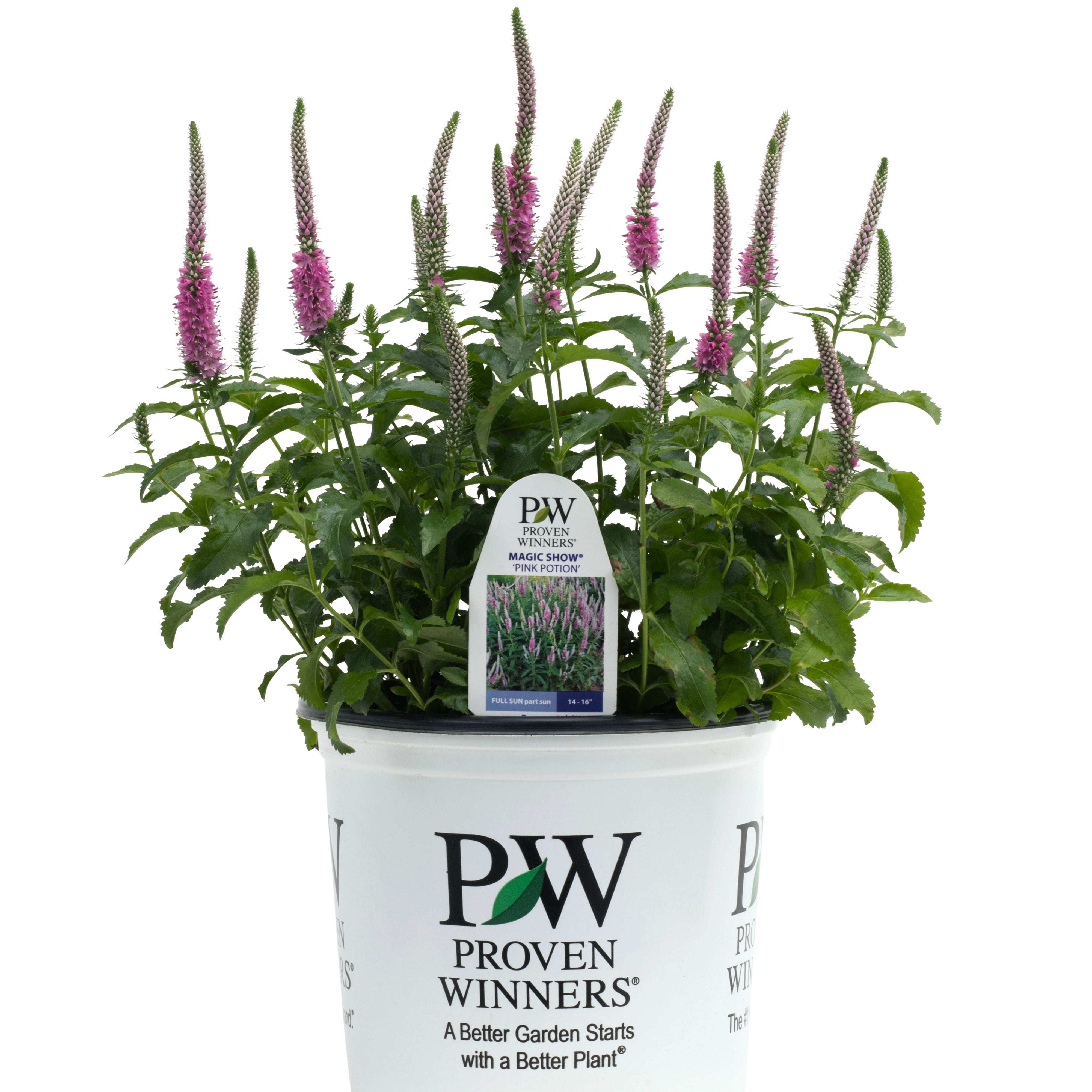 Spike Speedwell | Magic Show® 'Pink Potion' | Proven Winners