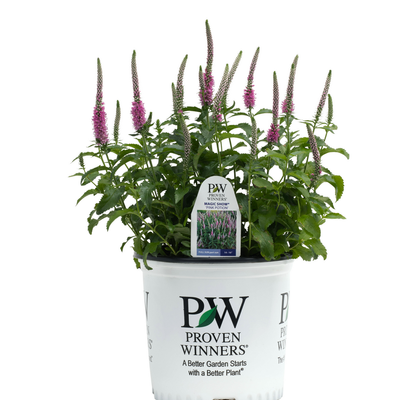 Magic Show 'Pink Potion' Spike Speedwell in container.